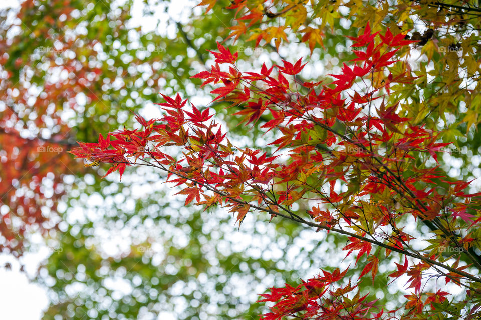 Yellow and red Japanese maple leaves during autumn at Sekizan Zen-in Temple in Kyoto, Japan