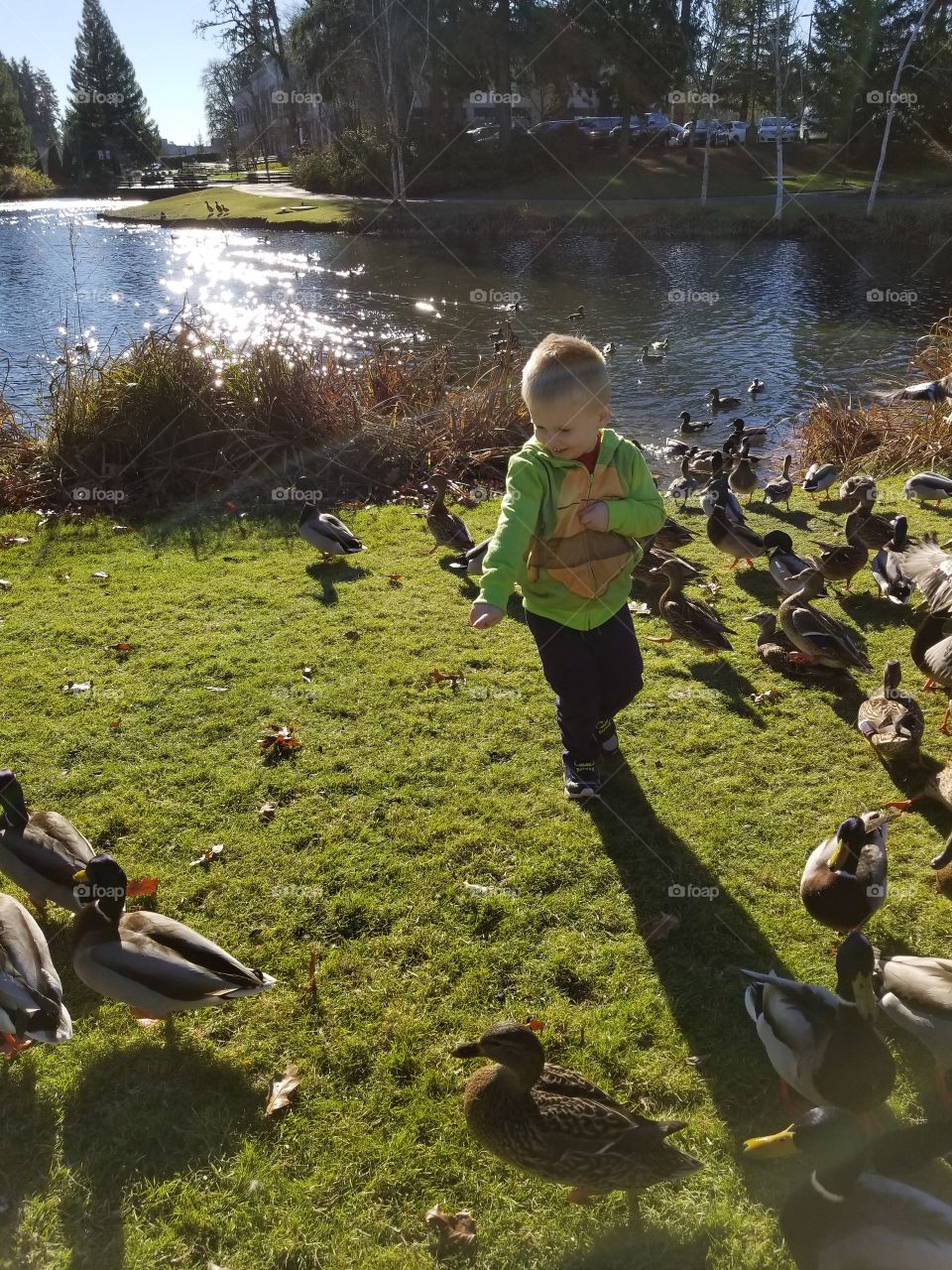 feeding ducks