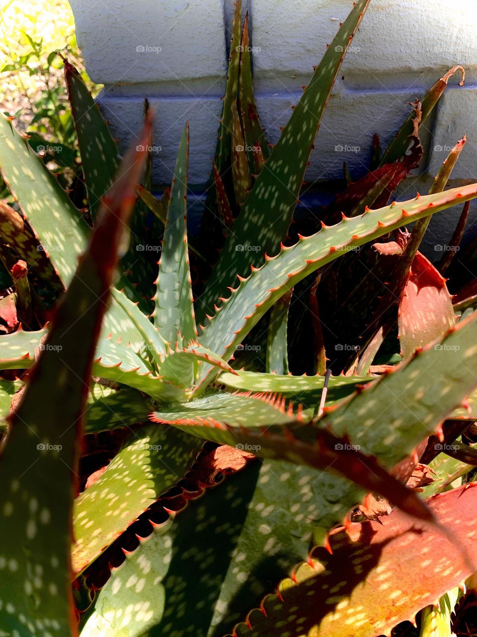 Aloe Plant Outside In The Warmth 