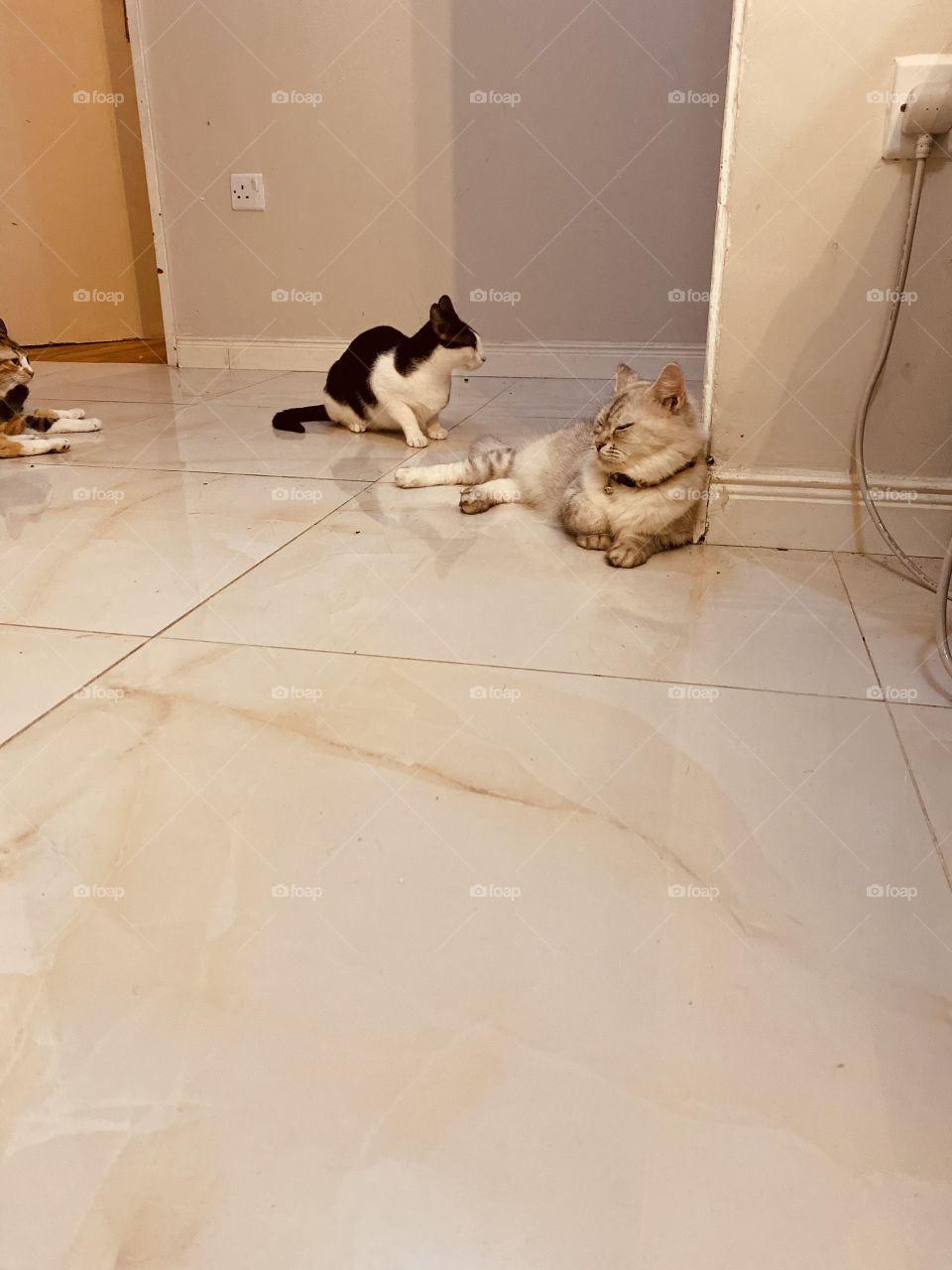 Beautiful cat’s very cute 🥰