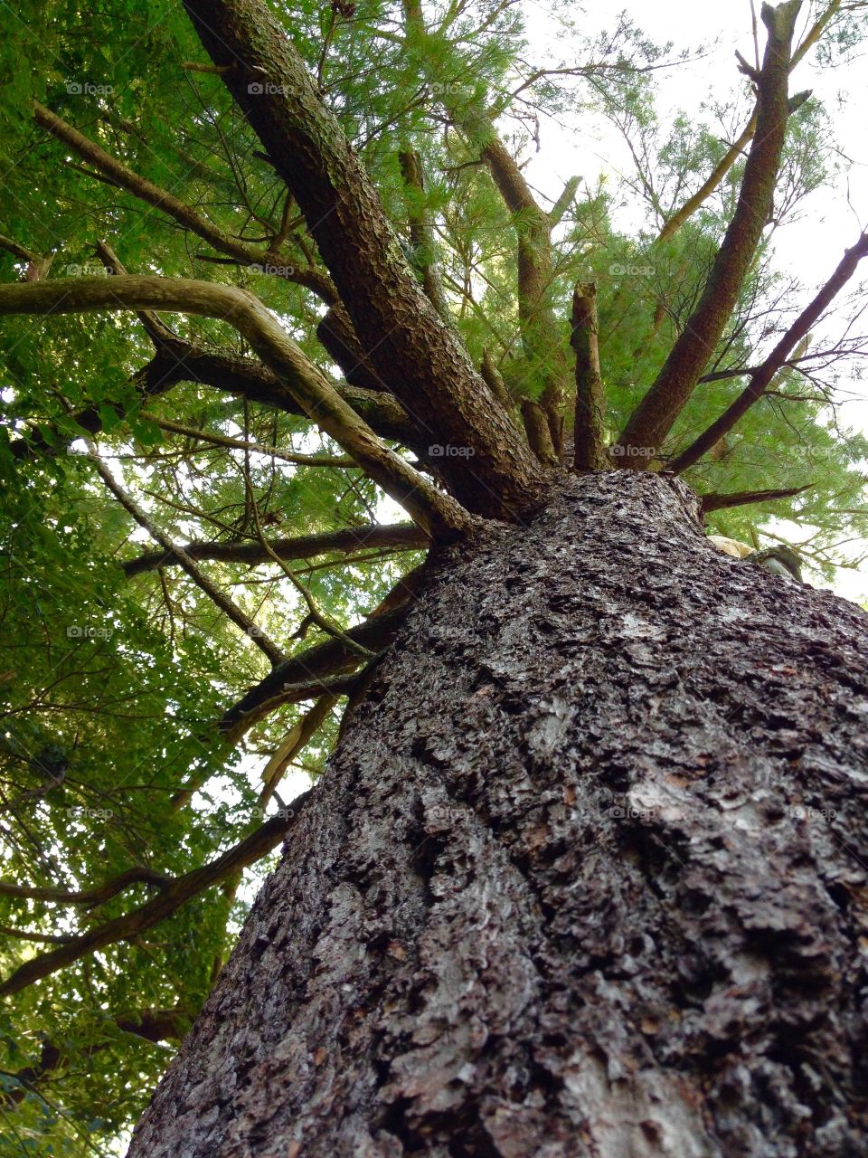 Pine Tree Old And Strong. Look Up Mission showing this massive old pine tree with its broken branches giving up its age & strength thru the ages.