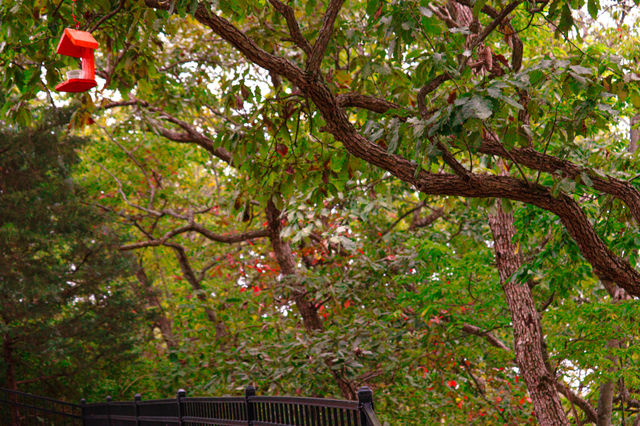 fall leaves
