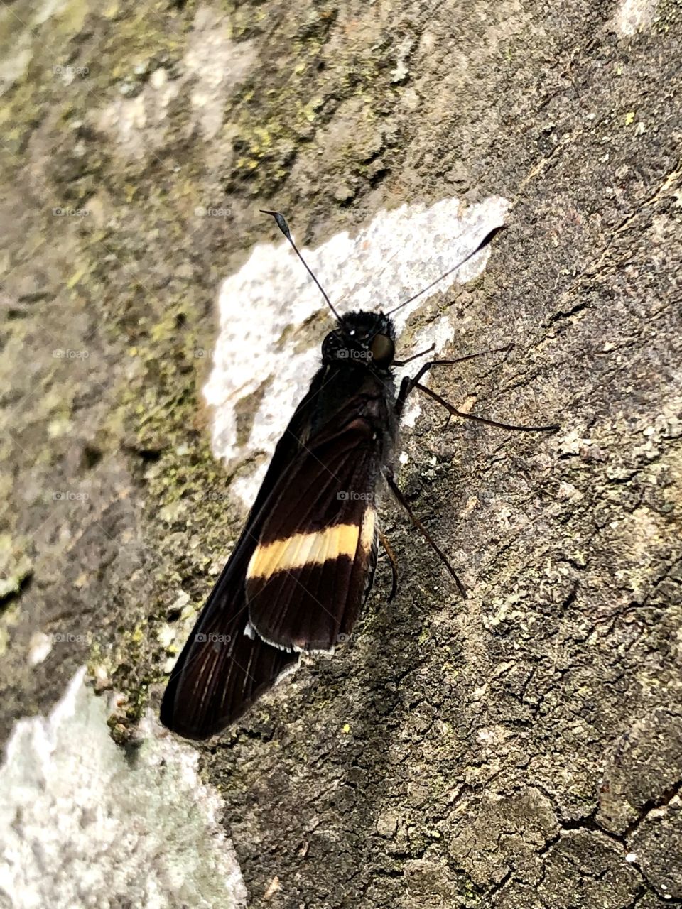 Black butterfly 🇨🇴