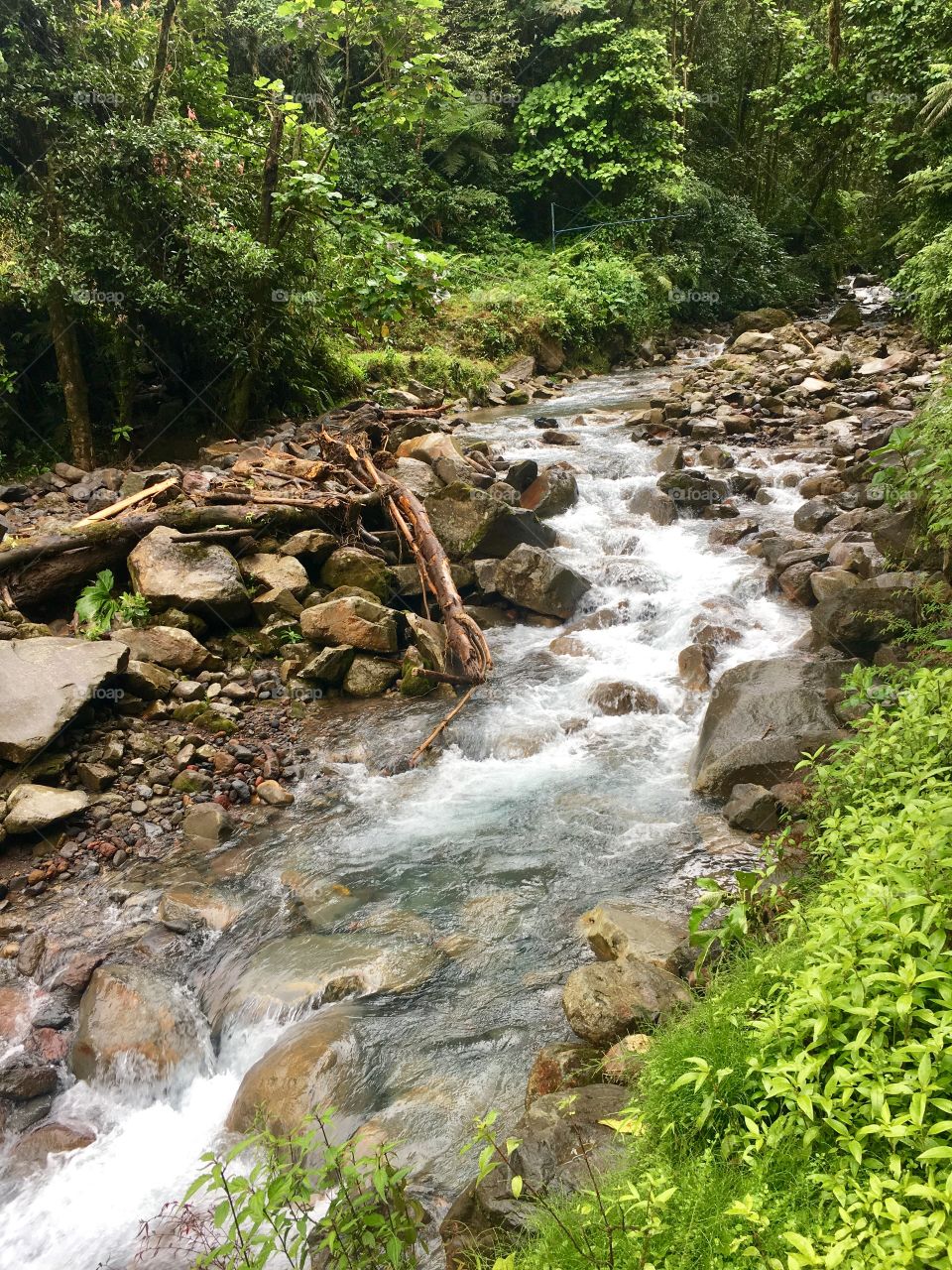Quebrada Gata, Bajos del Toro, Costa Rica