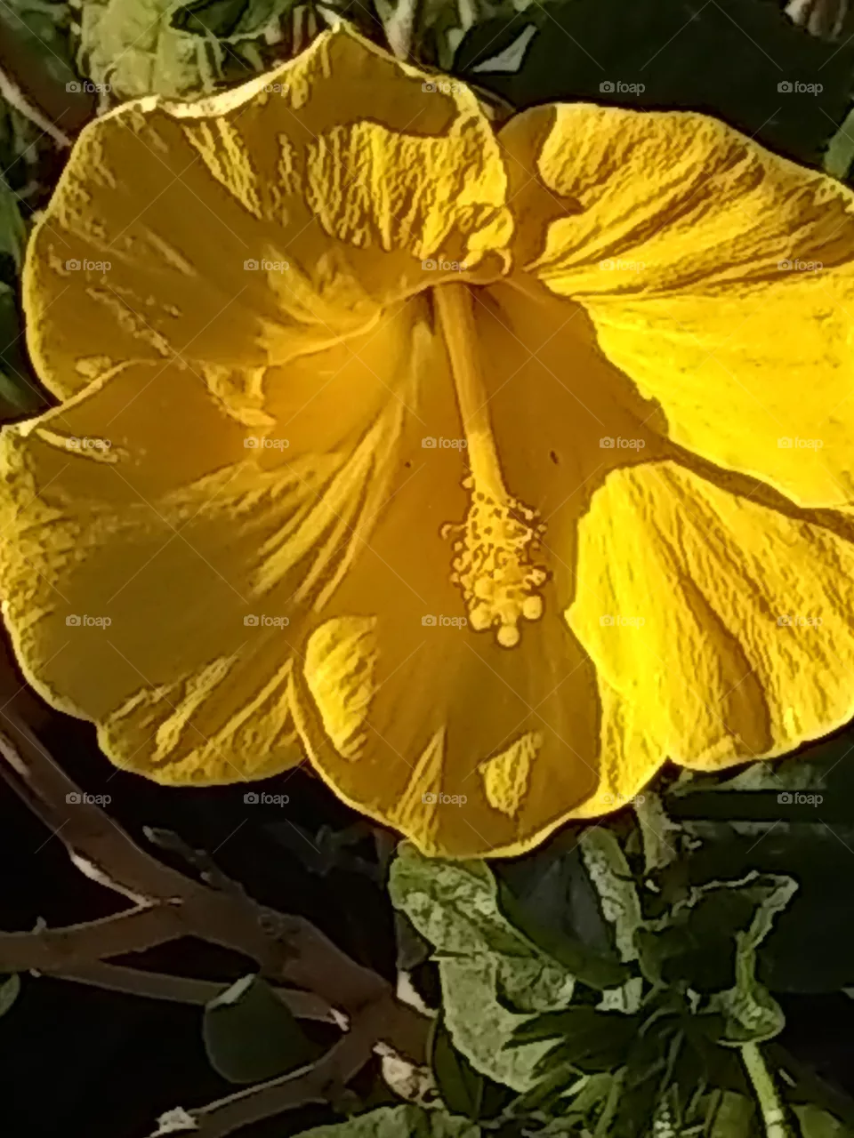 flower