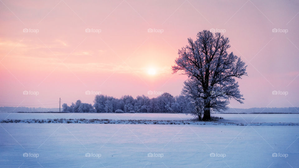 abstract winter sunrise landscape with a lonely tree and colorful sky