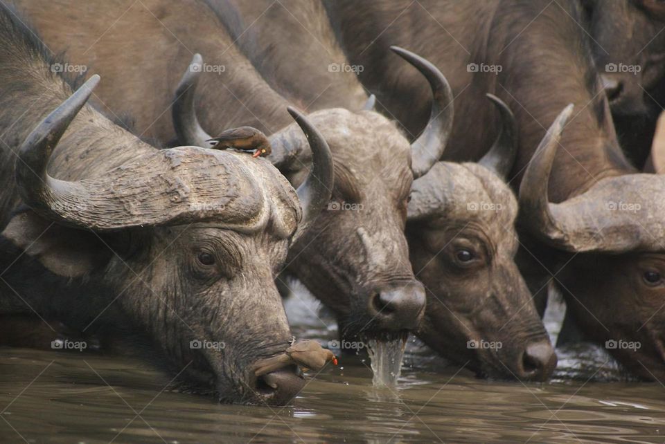 A herd of 250 plus buffalos in Zimbabwe 