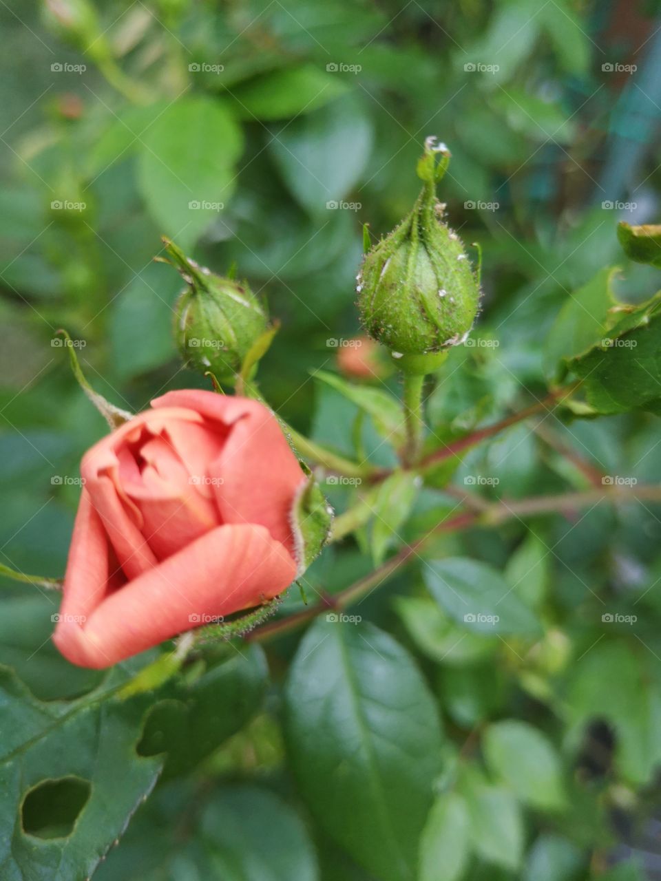 rose with aphids