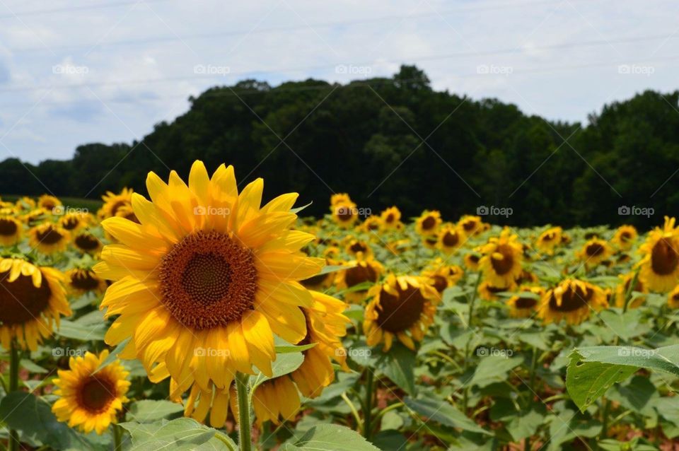 Sunflowers // South Carolina