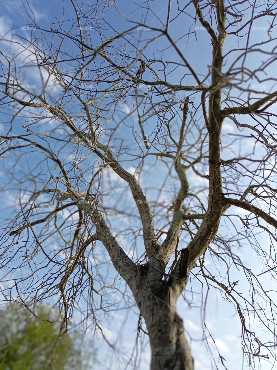 Beautiful dead trees