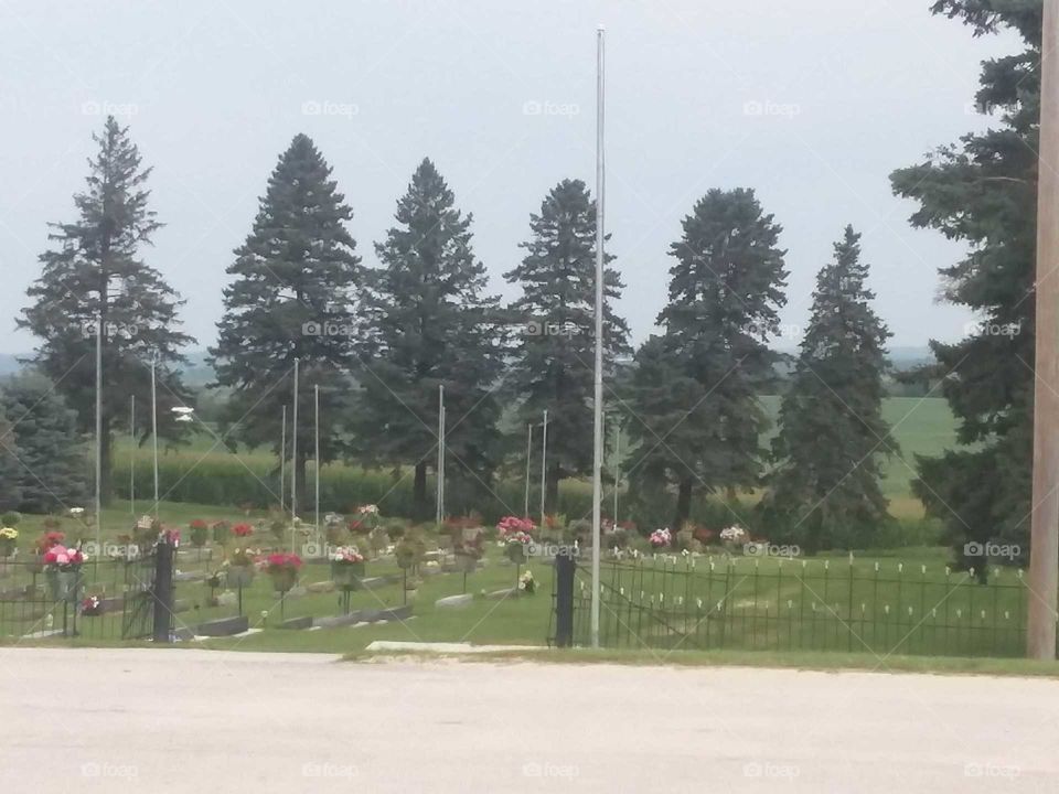 trees cemetery grass flags sky
