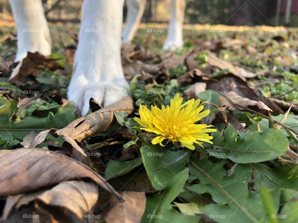 Dog standing by buttercup in yard in afternoon 