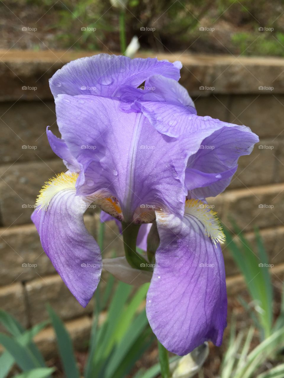 Water drops on purple flower