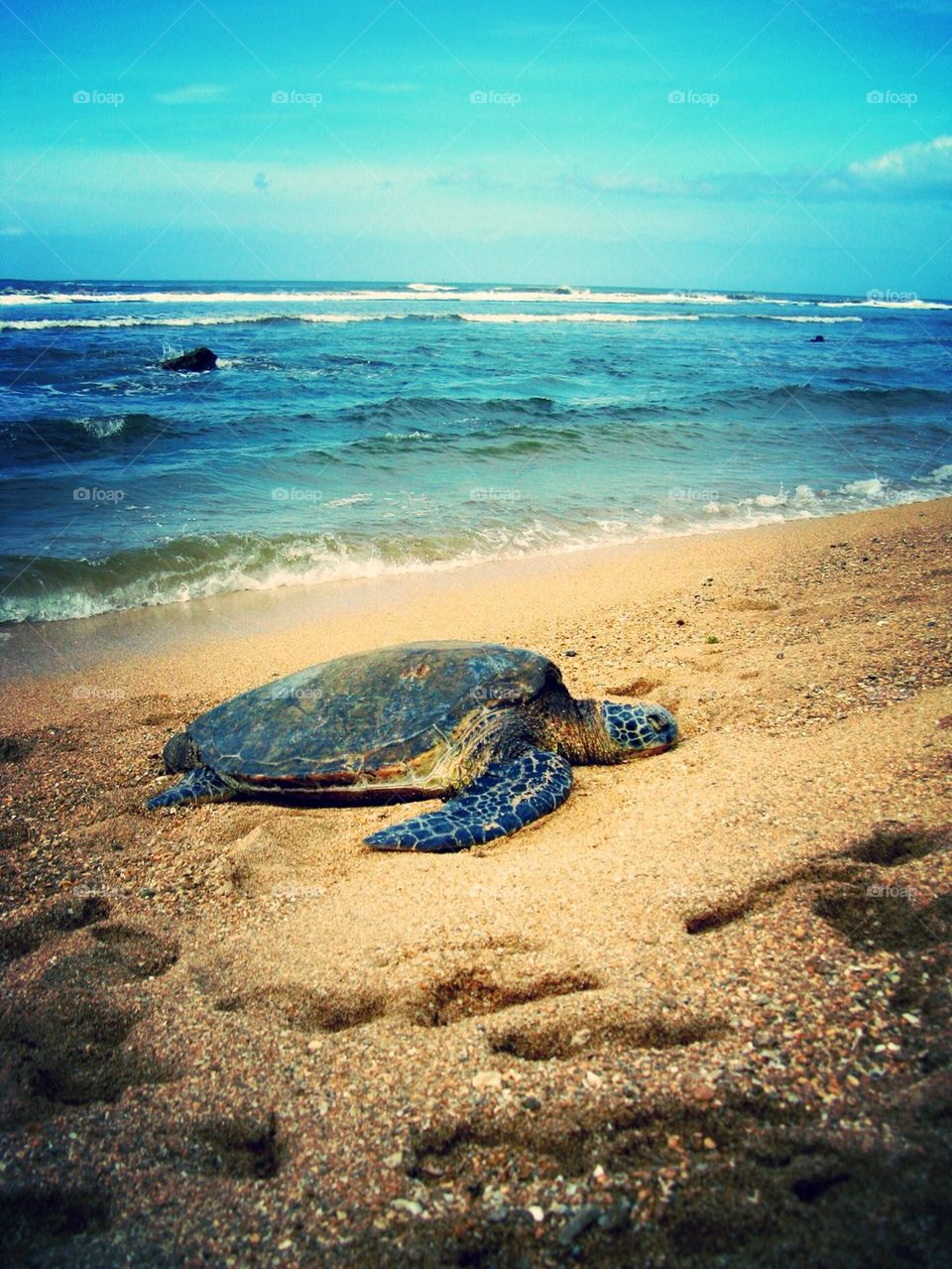 Turtle at Ali'i Beach Park