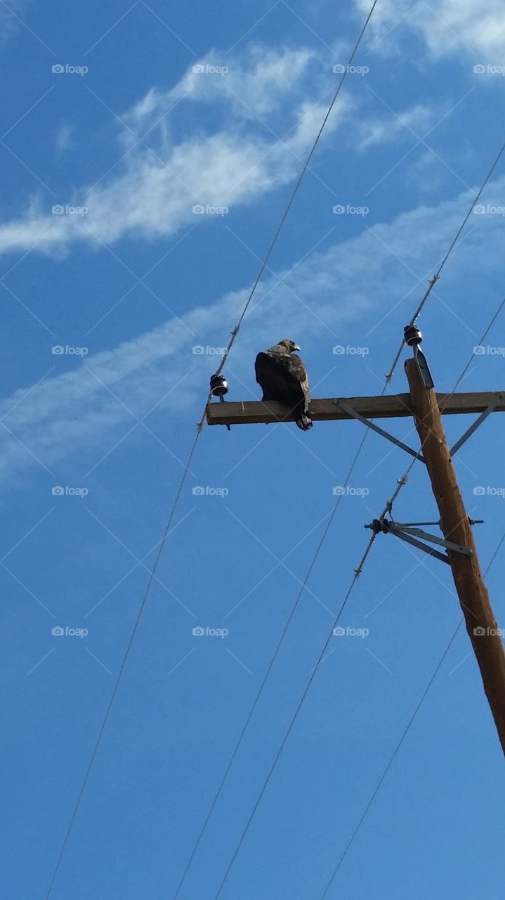 Golden Eagle perching on a pole telephone pole.