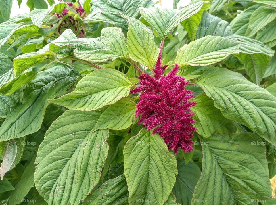 pink flowers with green leaves growing in the garden summer time