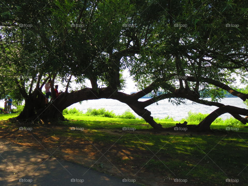 Tree on the Charles. Climbers in Boston Tree on the Charles