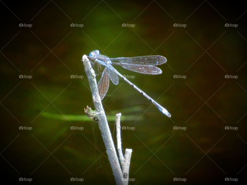Dragonfly with blue eyes and irredescent wings on a branch