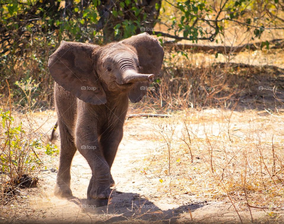 Happy Elephant (Botswana)