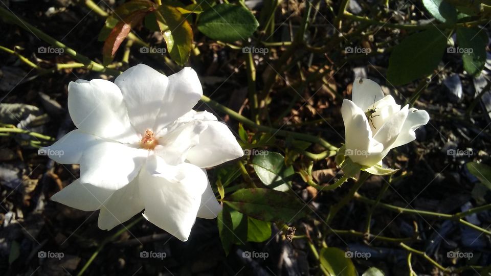 white bloom