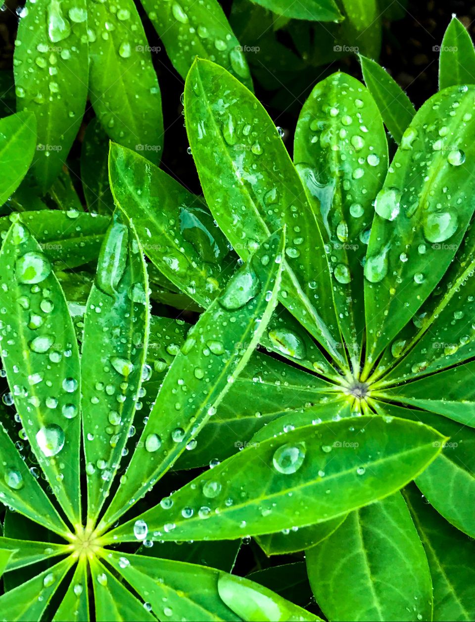 Rain drops on green leaves