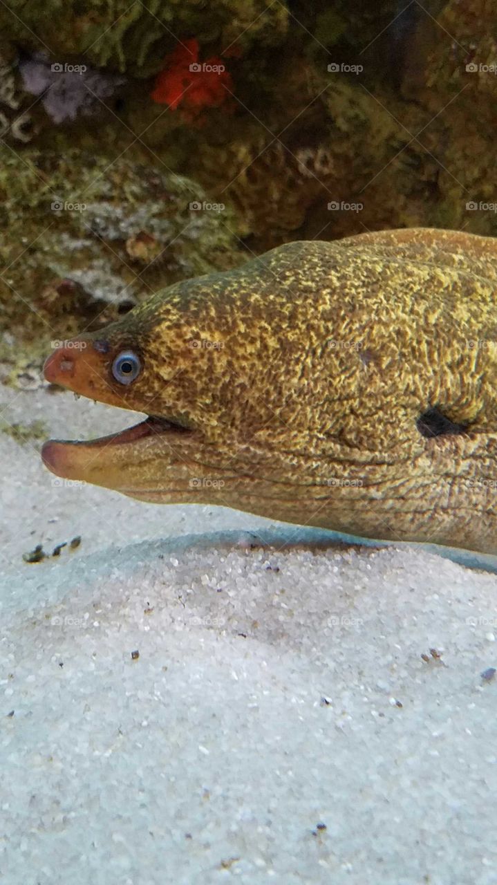 Moray Eel