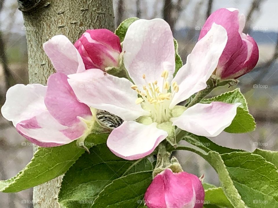 Apple flower/springtime/garden