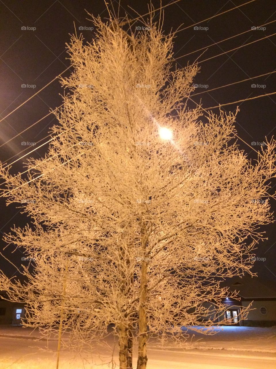 Birch tree in the dark