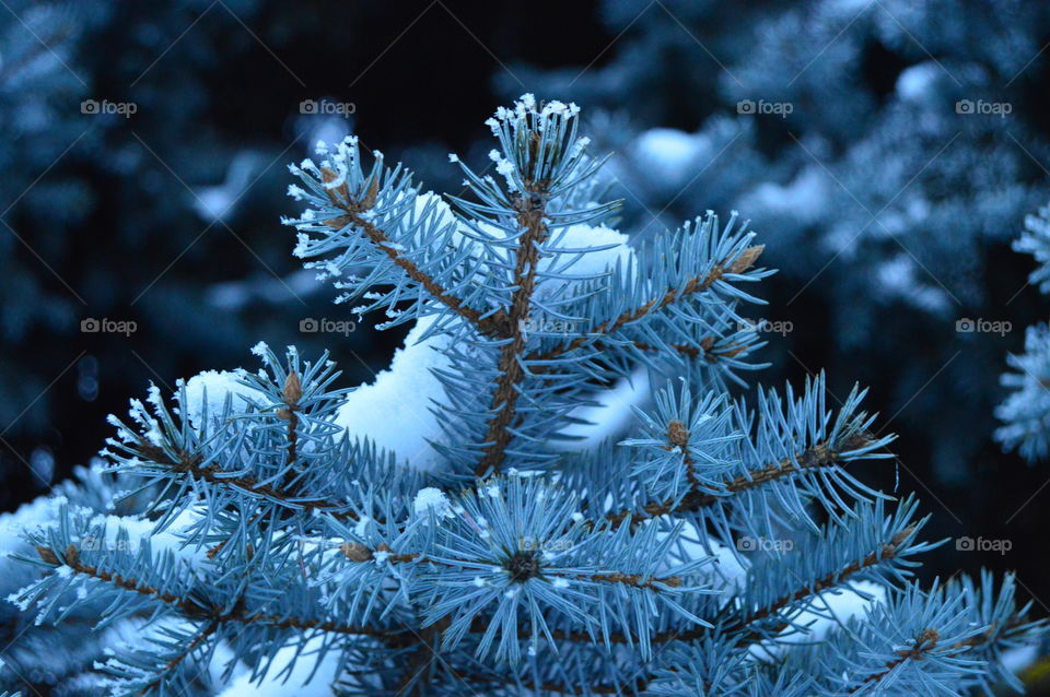 blue spruce