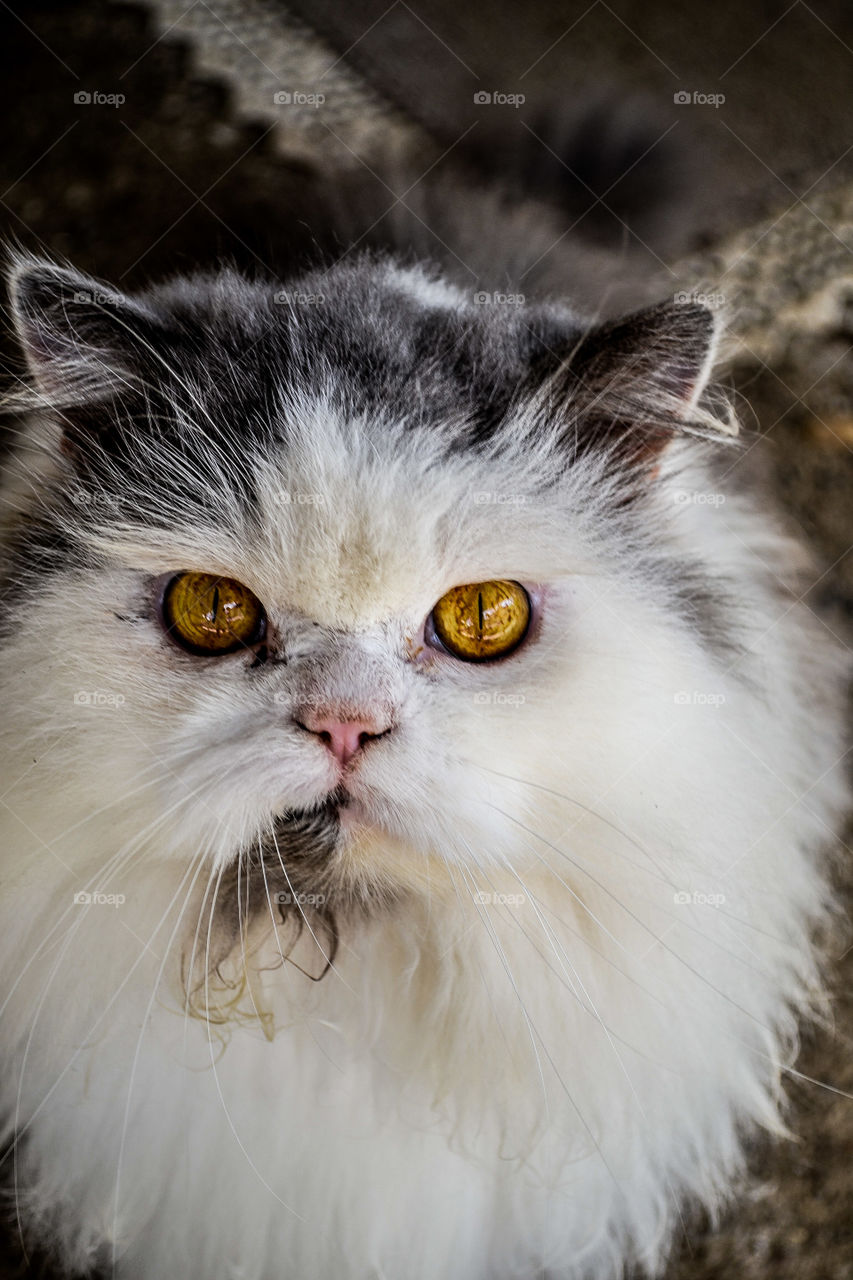 Cat... Pet... Yellowish Eyes