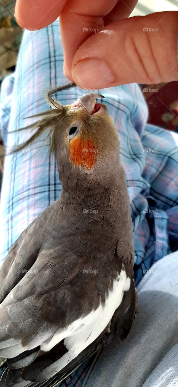 Tweety Bird Cockatiel