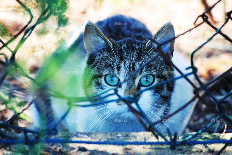 Blue fence, bright blue eyes and green surroundings. That's "a cat in blue" for you!