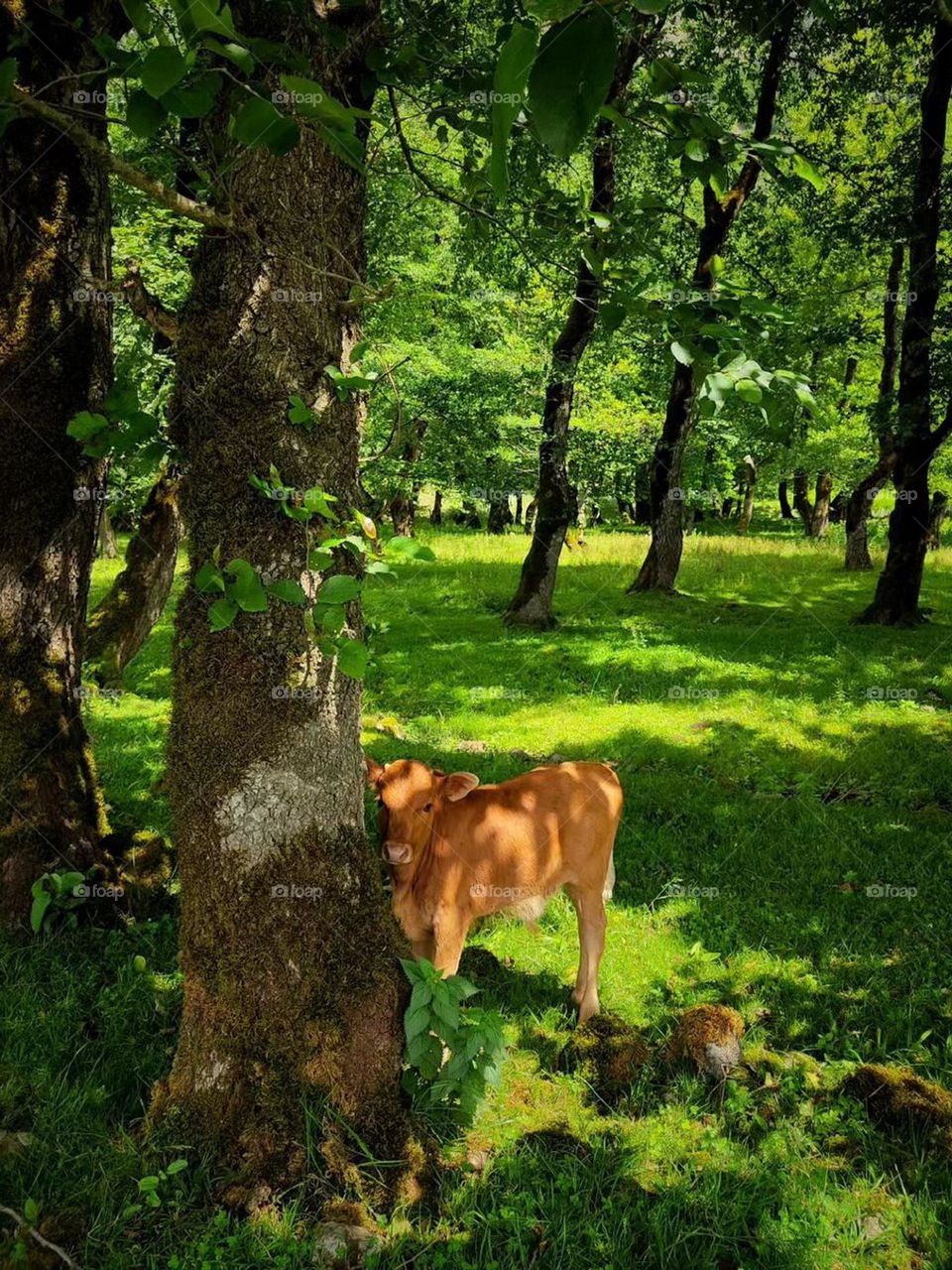 Forest... the amazing magic of nature... spending time in this world away from the hustle and bustle next to tall trees, beautiful plants and animals is relaxing for me.