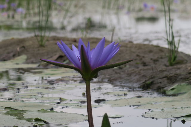 water flower