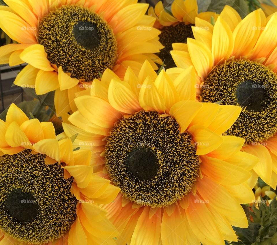 Close Up Sunflowers 
