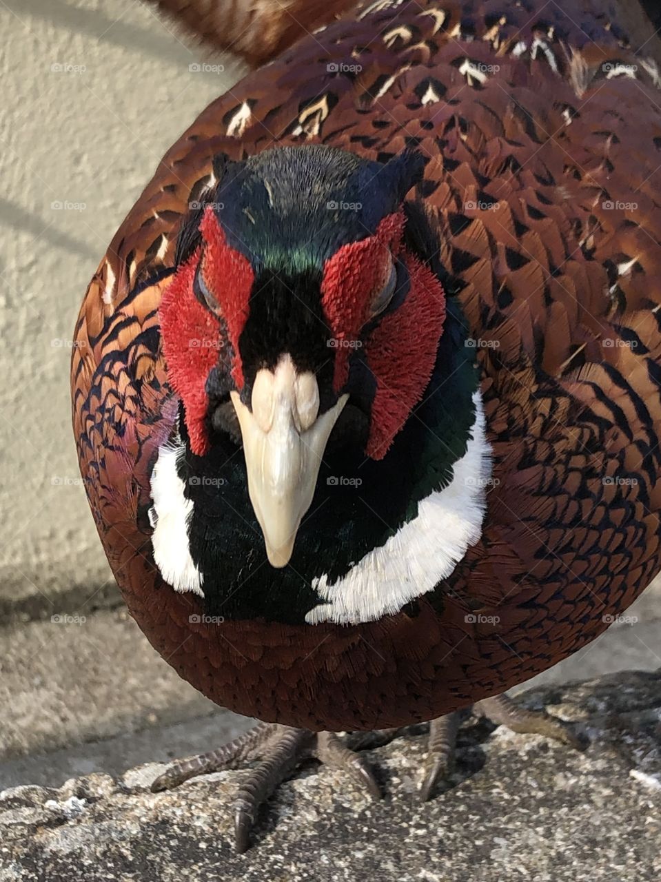 Pheasant