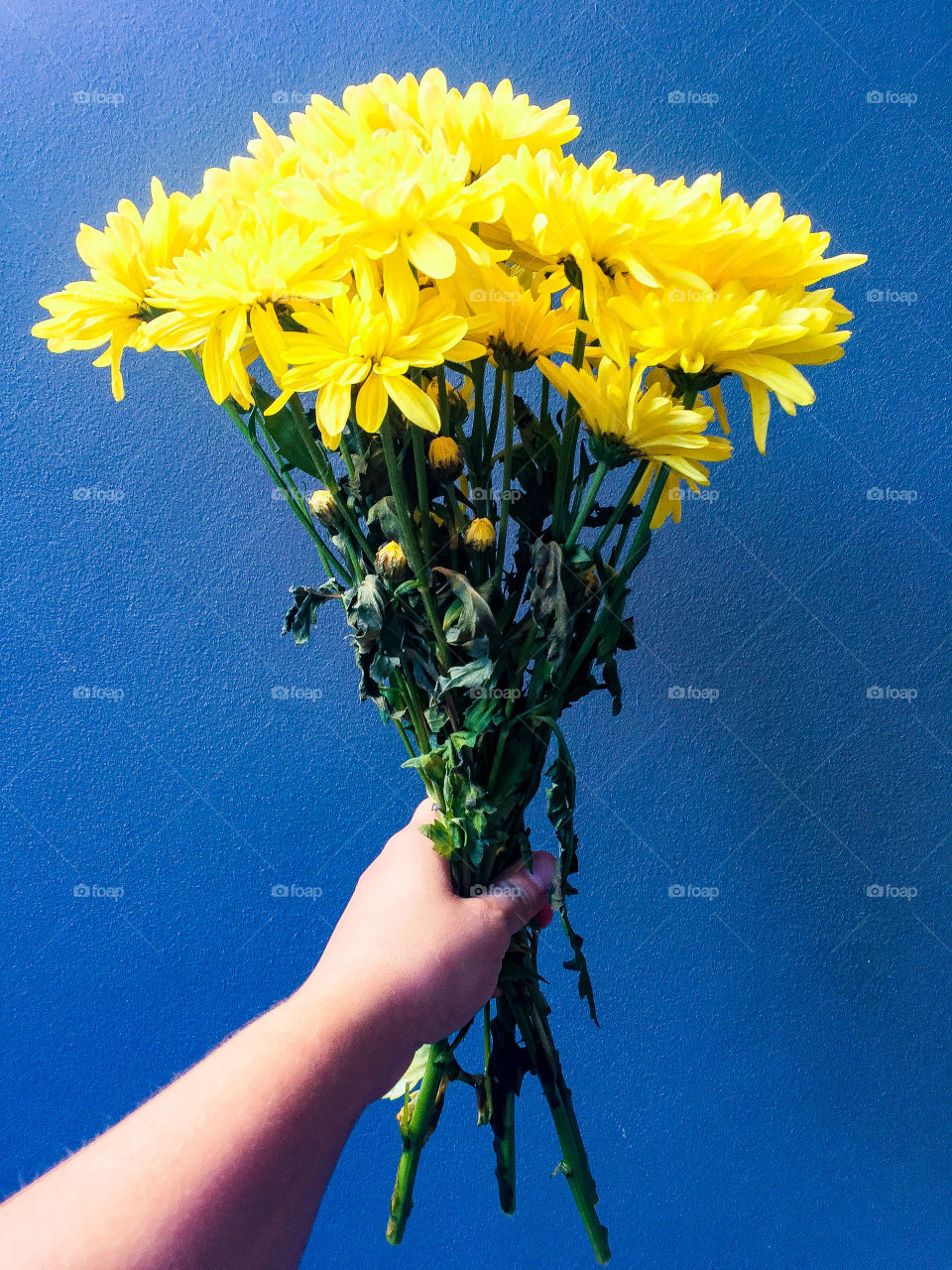 Yellow flowers on a blue background 
