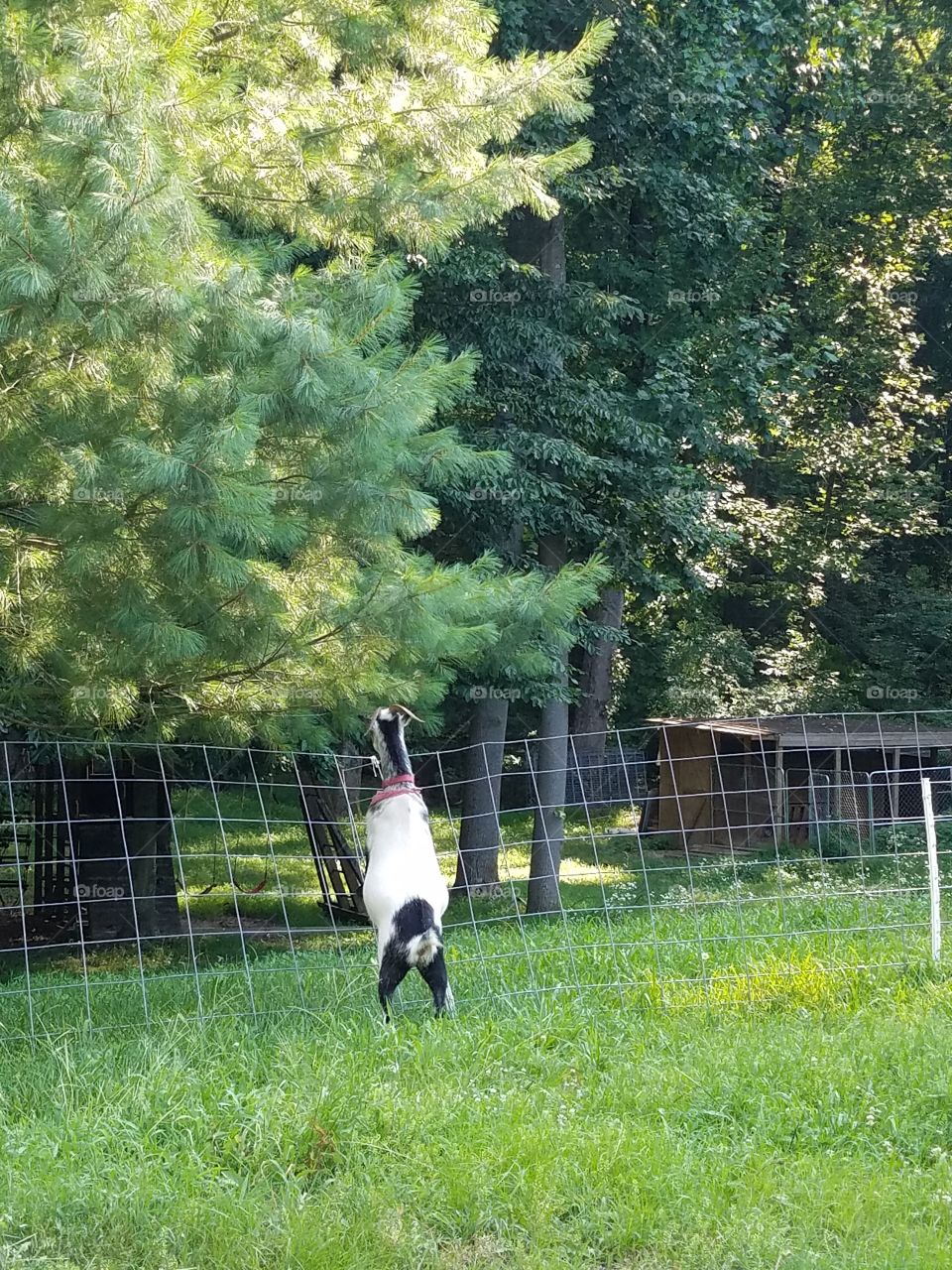 silly goat that's toxic