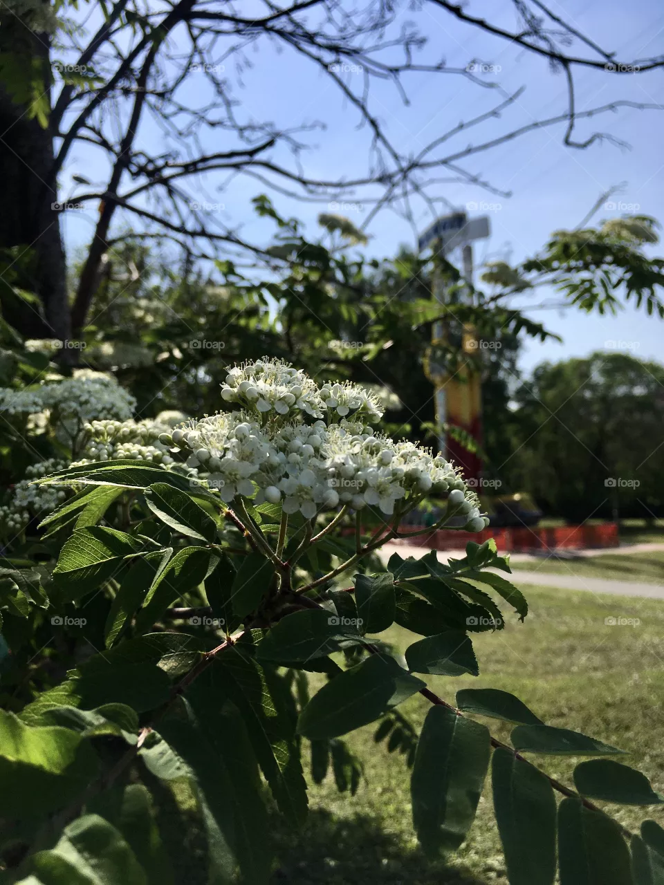 Flower 