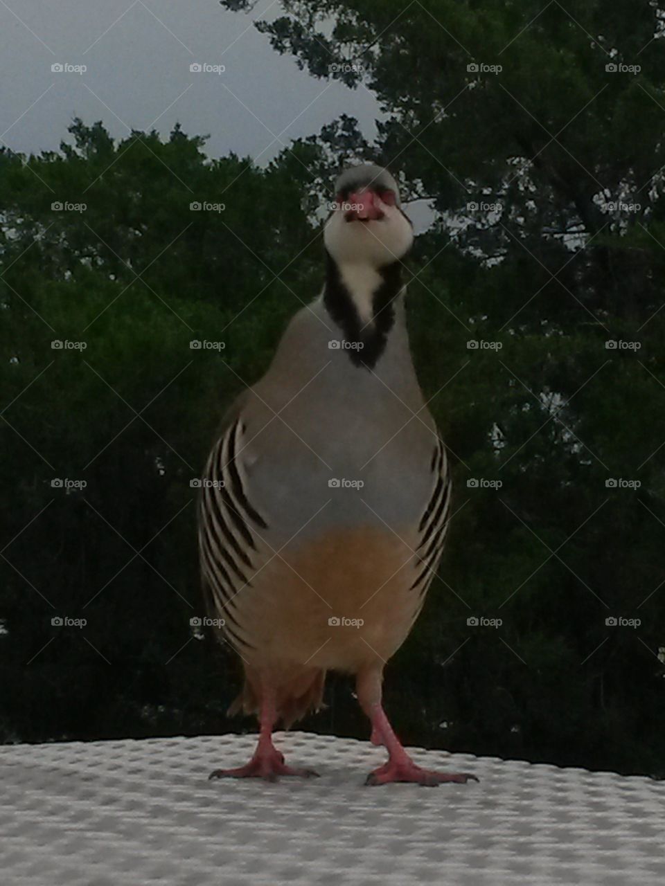 Bird. Gambler red legged partridge quail