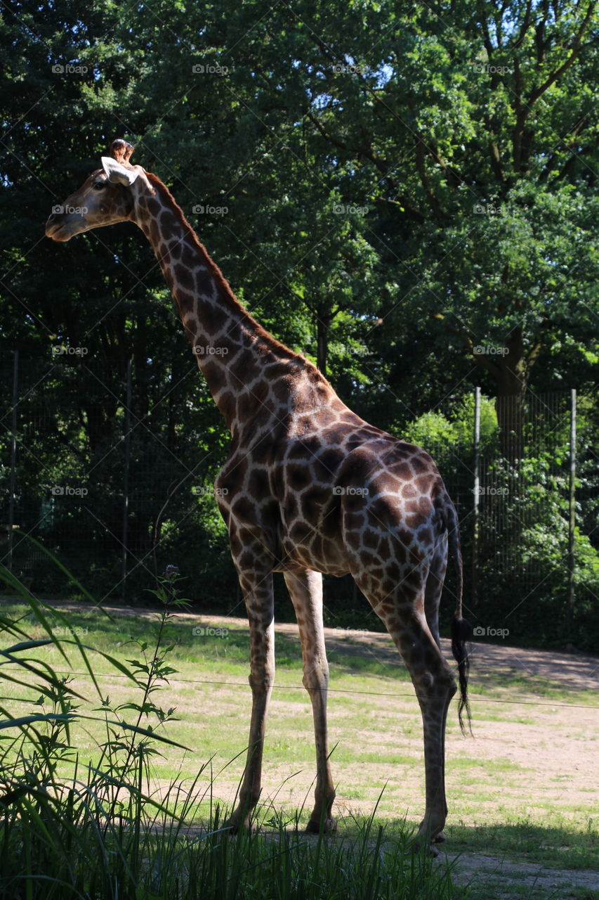 giraffe