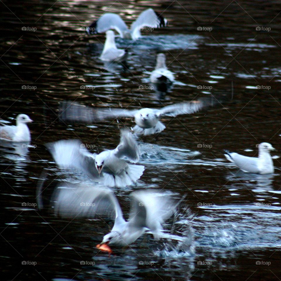 Birds fighting for food