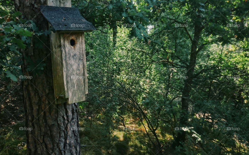 Bird's nesting box