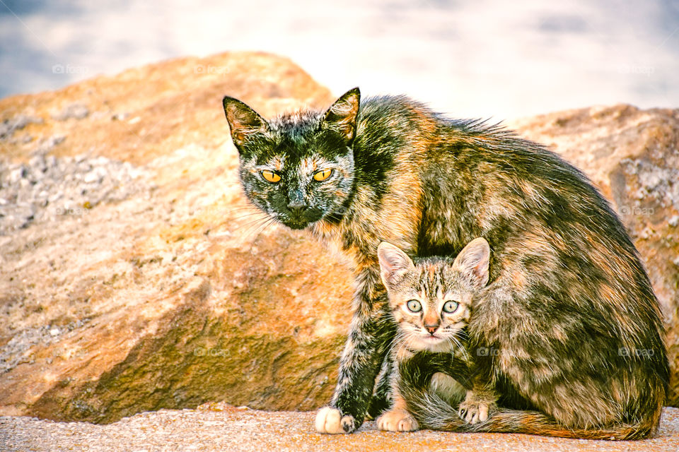 Close-up of cat and kitten