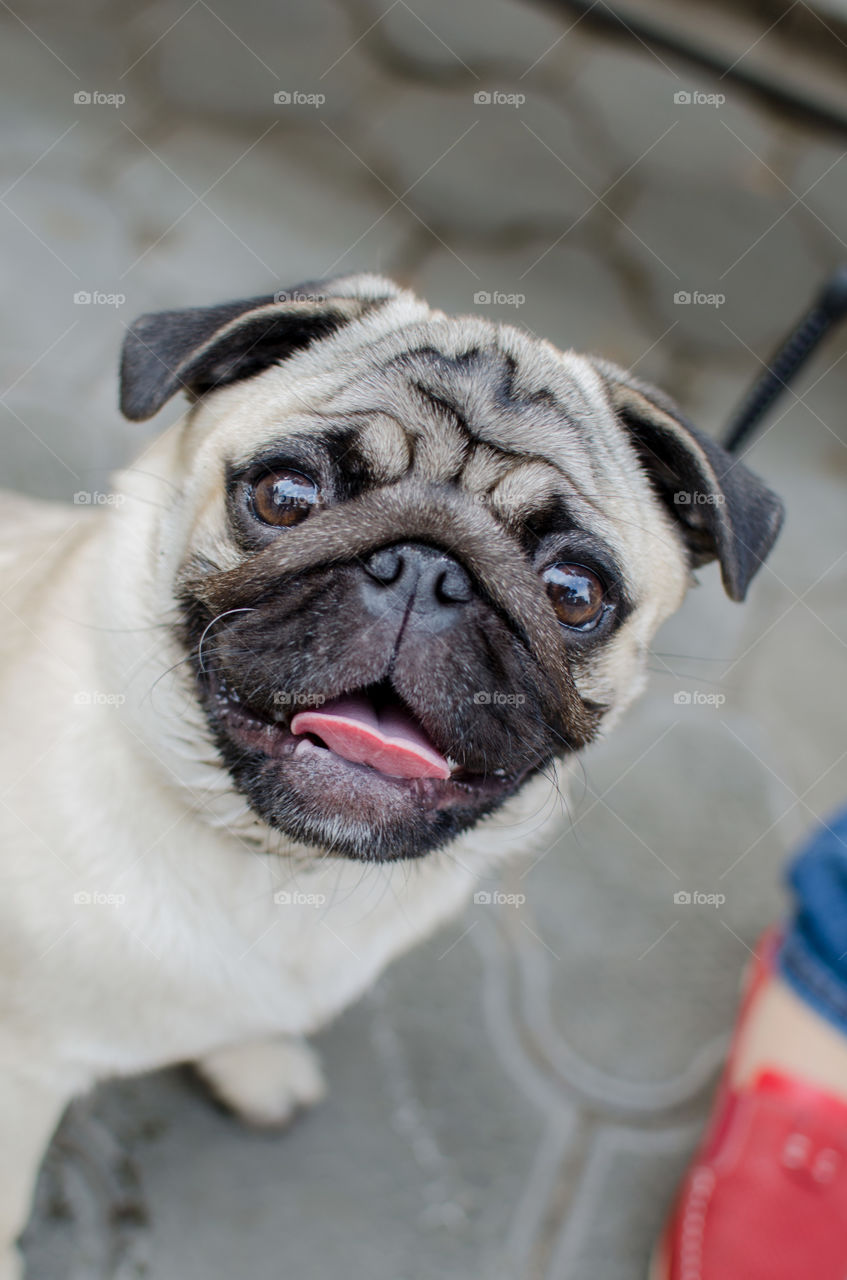 Portrait of a cute puppy dog