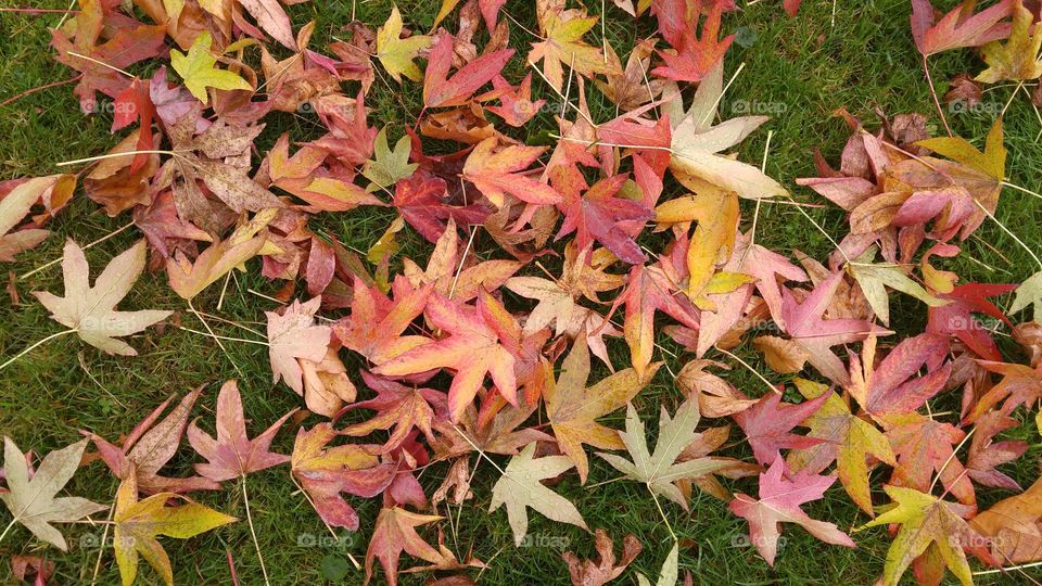 autumn fall leaves in the grass in yellow, orange and red colors