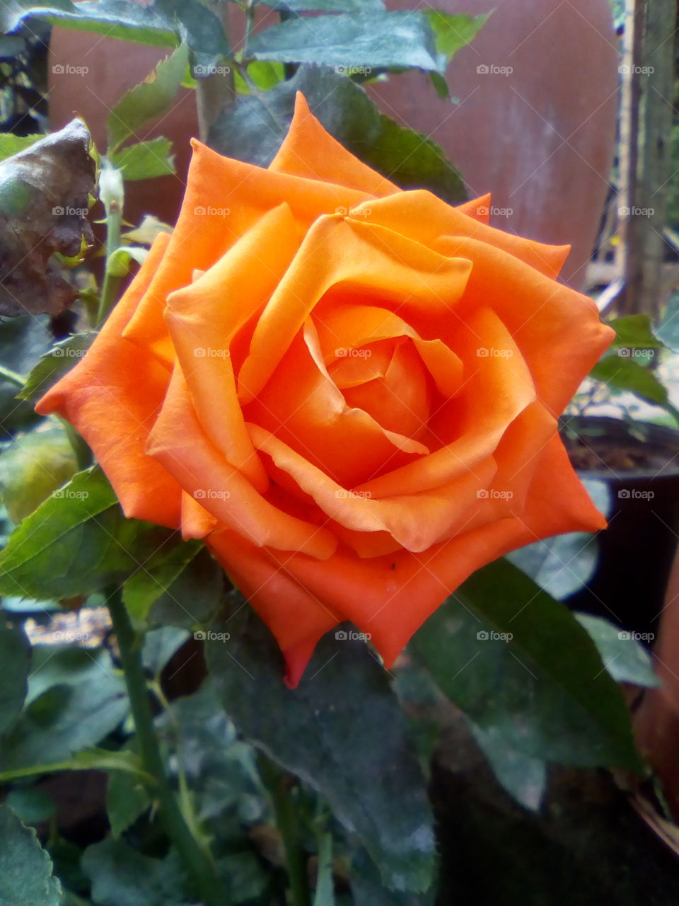 linda rosa laranja como não se encantar
