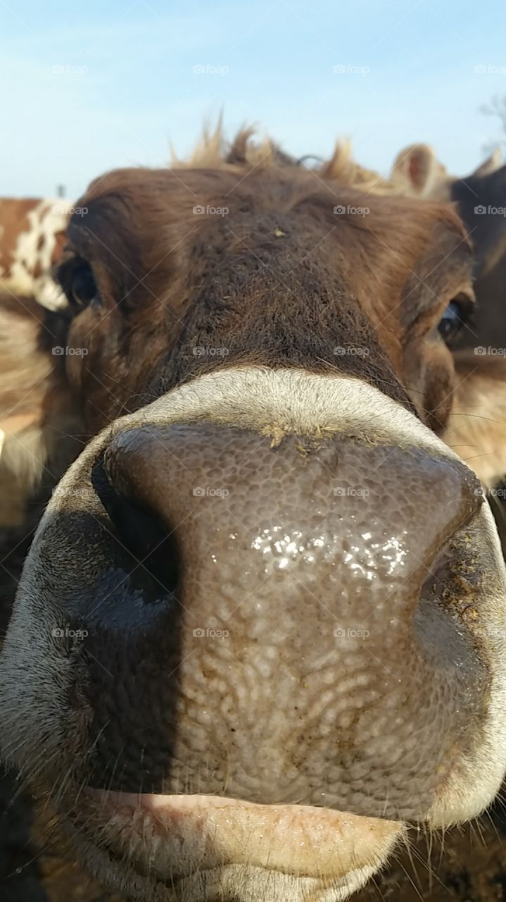 nosey cattle are always the cutest