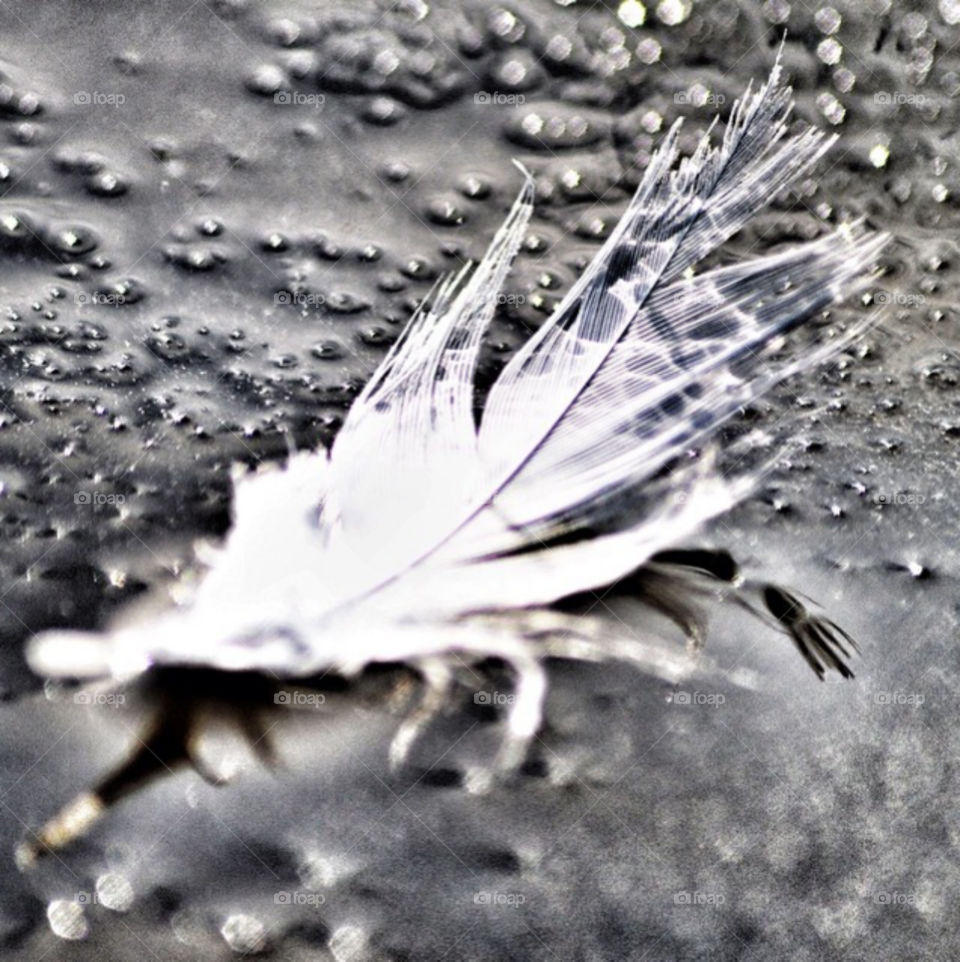 Fallen white feather in trickling water.