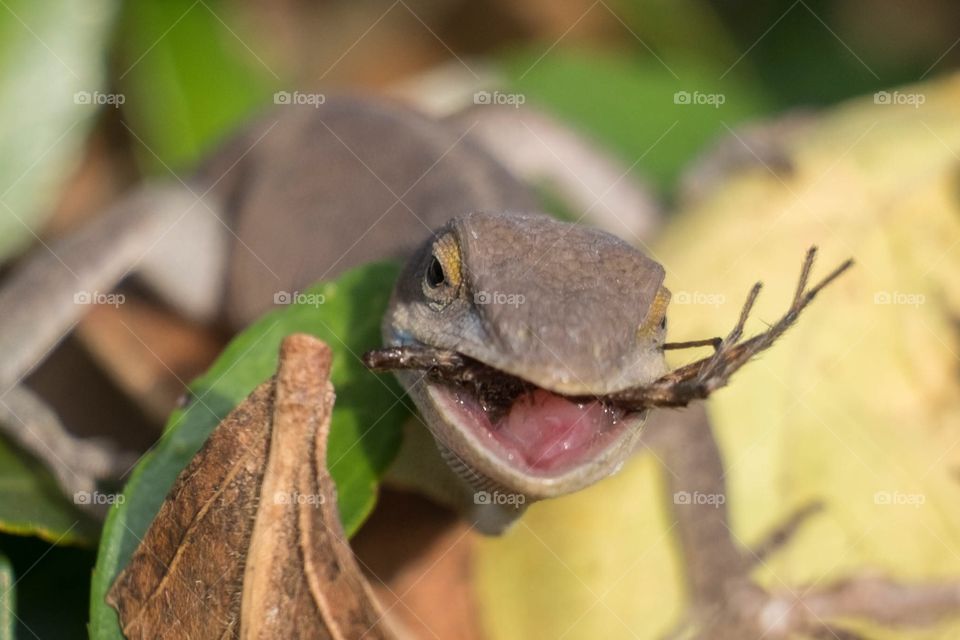 Flora and Fauna of 2019: Spider. It’s what’s for dinner. A Carolina anole at Yates Mill County Park in Raleigh North Carolina. 